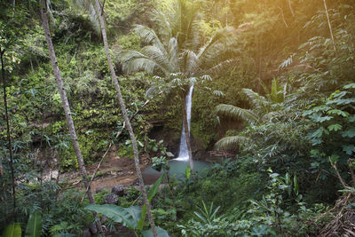 Scenic view of waterfall in forest