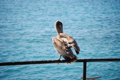 Bird perching on railing by sea