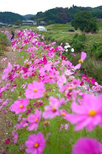 Flowers blooming on field