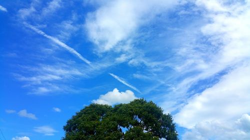 Low angle view of trees against blue sky