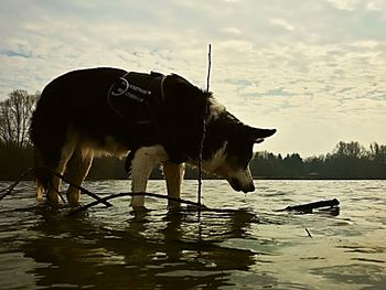 Horse in river