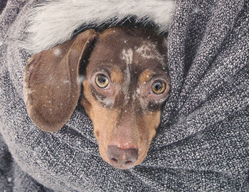 Close-up of portrait of brown dog in wrapped in fabric