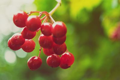 Close-up of red berries