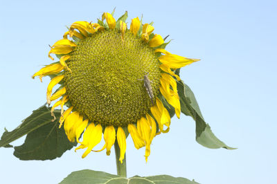 Close-up of sunflower against clear sky