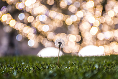 Close-up of insect on illuminated land