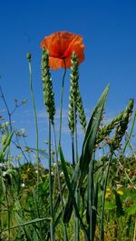 Low angle view of poppy blooming on field against clear blue sky
