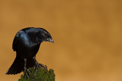 Close-up of a bird