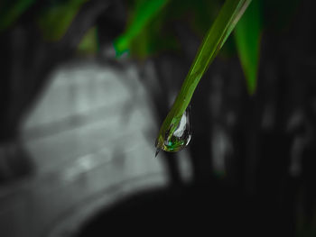 Close-up of raindrops on leaf