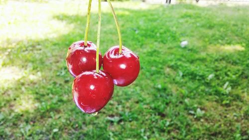 Close-up of red berries on grass