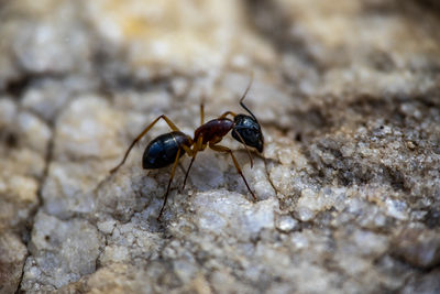 Close-up of ant on rock