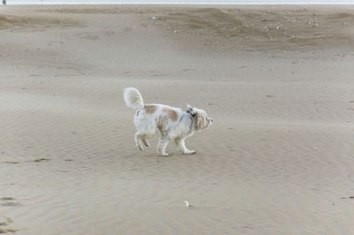 Dog on the beach