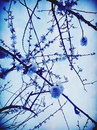 Low angle view of flowers blooming on tree against blue sky