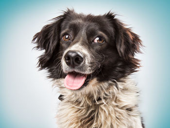 Close-up portrait of dog