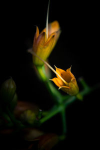 Close-up of yellow rose flower against black background