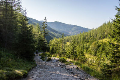 Scenic view of pine trees against sky