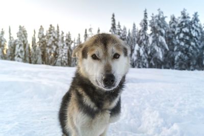 Portrait of dog on snow covered land