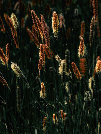 Close-up of stalks in field