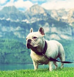 Portrait of a dog on land