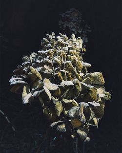 Close-up of flowers