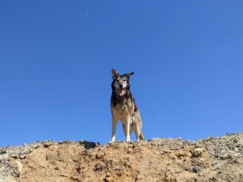 Dog standing on land against clear blue sky
