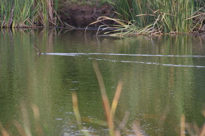 Duck swimming in lake