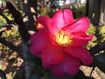 Close-up of pink flower blooming outdoors