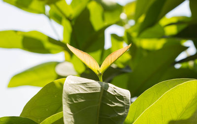 Close-up of leaves against blurred background