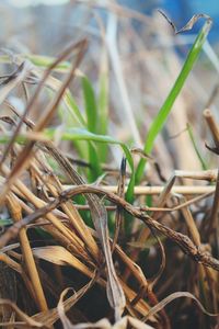 Close-up of plant against blurred background