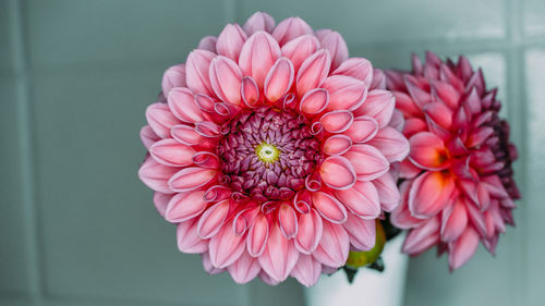 Close-up of pink dahlia flower