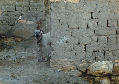 Dog standing on stone wall