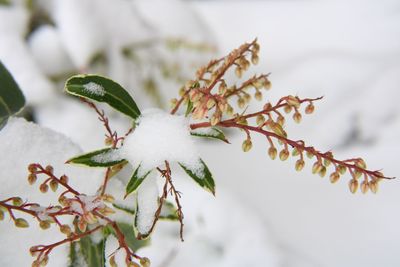 Close-up of snow on plant during winter