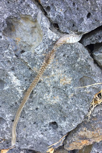 Close-up of lizard on rock