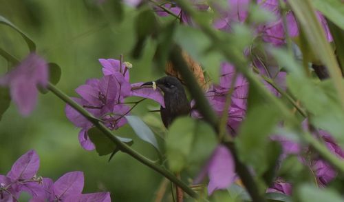 Bird perching on pink flowering plant
