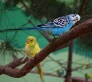 Budgerigar perching on branch