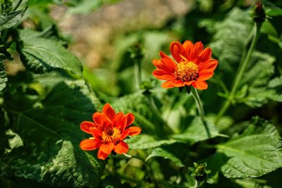 High angle view of orange flowers growing on plants