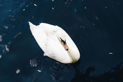 High angle view of swan swimming in lake