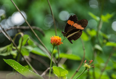 Close-up of butterfly pollinating on flower