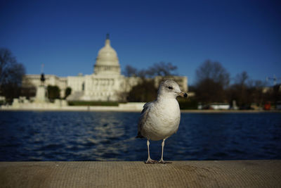 Close-up of seagull perching against clear sky in front of the capitol building, washington, dc, usa