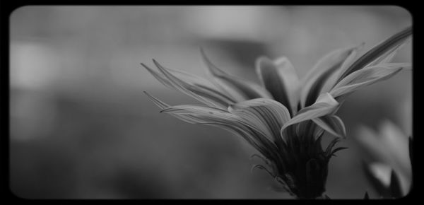 Close-up of flowers blooming outdoors