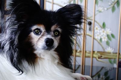 Close-up portrait of dog looking at camera