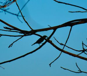 Low angle view of branches against clear sky