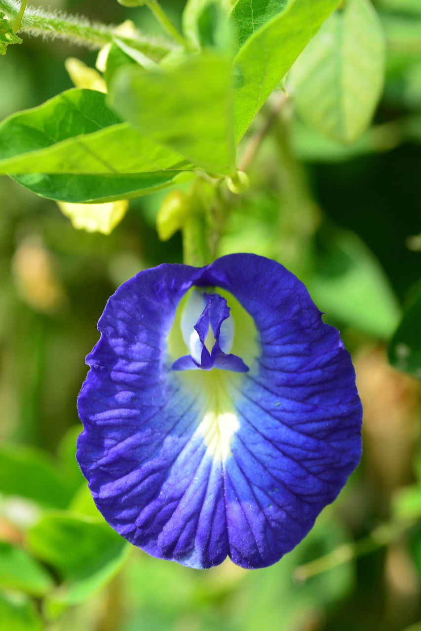 CLOSE-UP OF PURPLE FLOWERING PLANTS