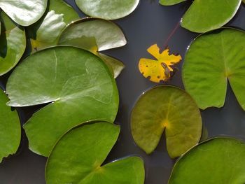 High angle view of water lily on leaves