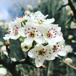 Close-up of white flowers blooming on tree