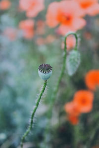 Close-up of orange poppy flower