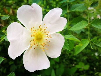 Close-up of white flower blooming outdoors