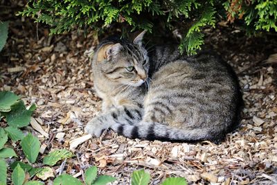 Cat relaxing on field