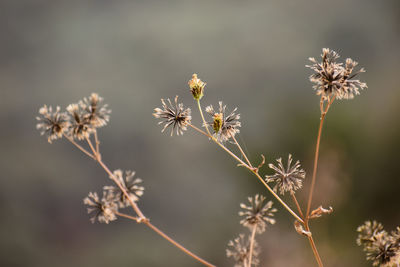 Close-up of wilted plant