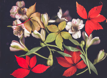 Close-up of pink flowers floating on water