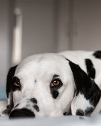 Close-up portrait of dog